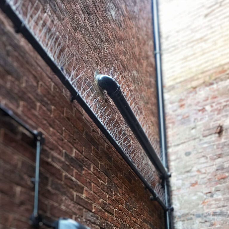 Bird spikes attached to soil and wastewater drainage pipes to deter birds from perching on them