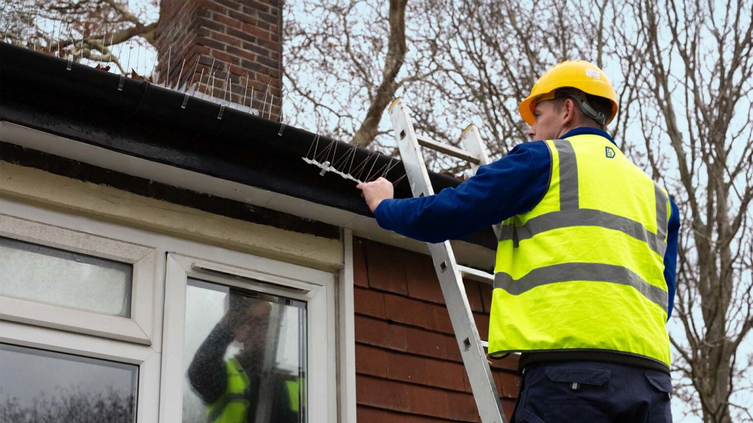 An Aspect pest controller fitting bird spikes along guttering to deter birds from perching
